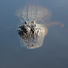 American Alligator