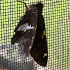 Silver Spotted Skipper