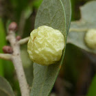 Oak Gall