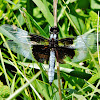 widow skimmer dragonfly