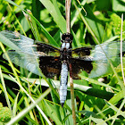 widow skimmer dragonfly