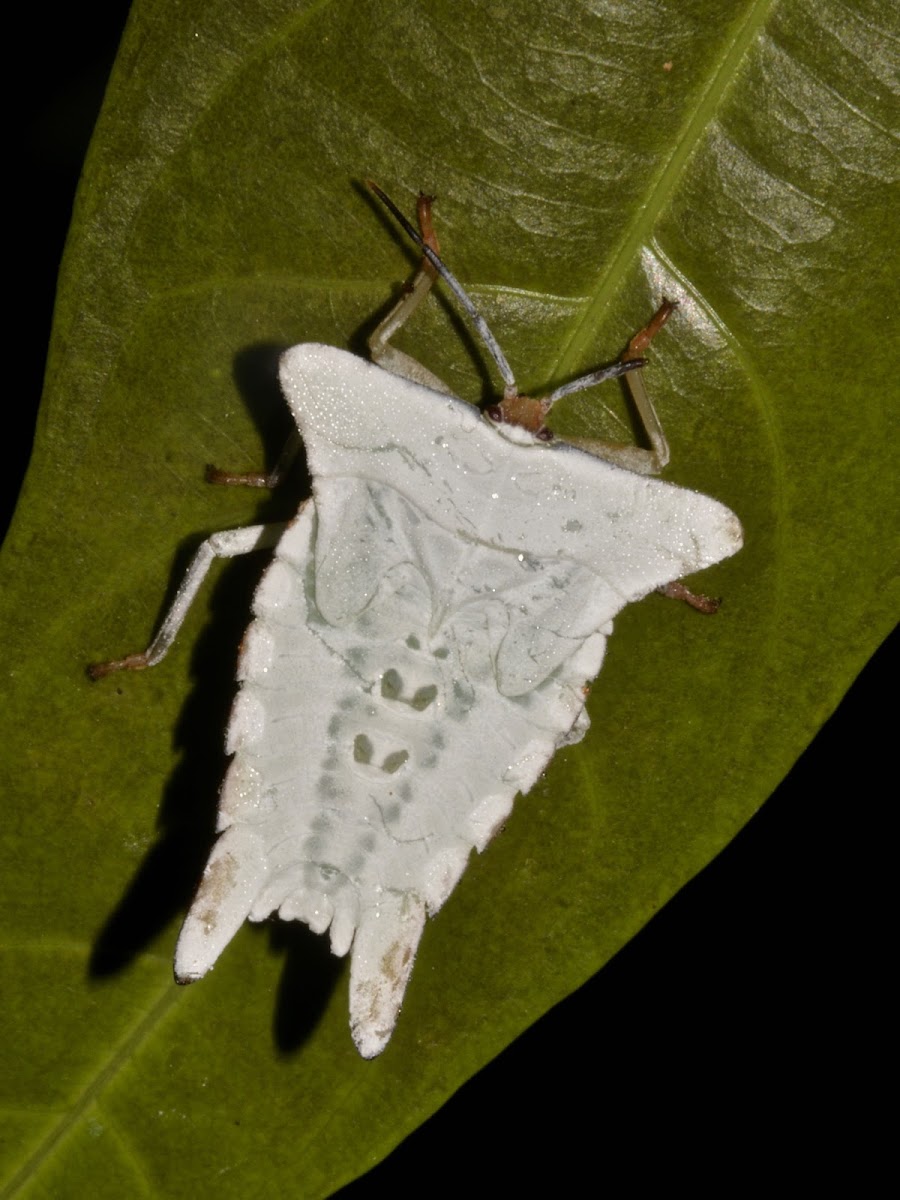 Giant Shield Bug Nymph