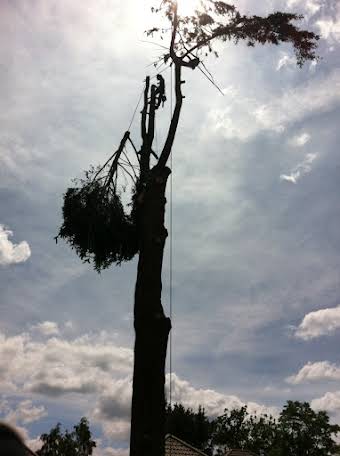 Examples of Tree Work Undertaken album cover