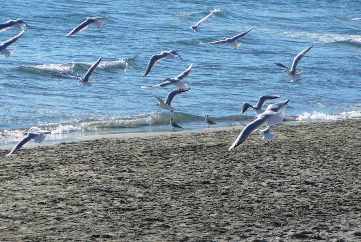 Gabbiani in spiaggia di visualeffect