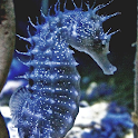 Icon Sea Horse Wallpapers