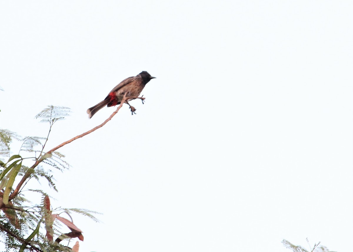 Red Vented Bulbul