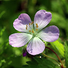 Wild Geranium