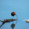 Wattled Jacana