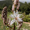 Summer asphodel