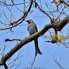 Ashy Drongo / ध्वाँसे चिबे