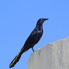 Great-tailed grackle