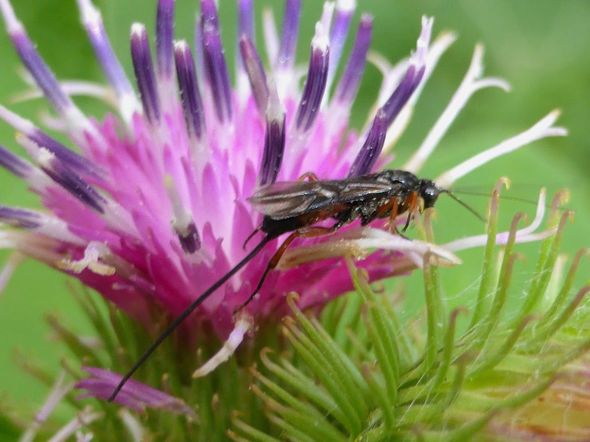 Burdock Seedhead Moth Parasite