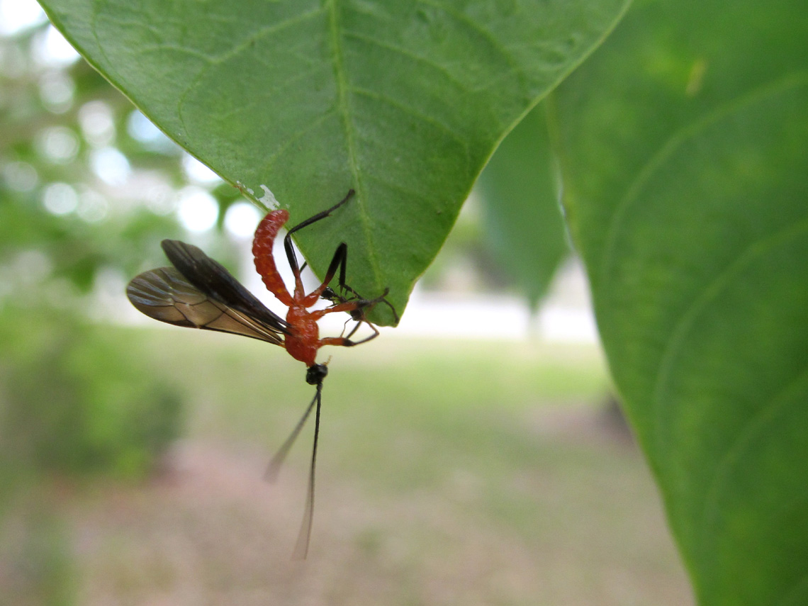 Ichneumon Wasp