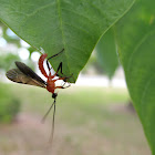 Ichneumon Wasp