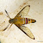 Coffee bee hawkmoth, pellucid hawk moth