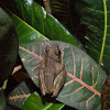 Common tree frog