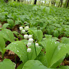 Lily of the Valley