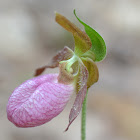 Pink Lady Slipper