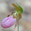 Pink Lady Slipper