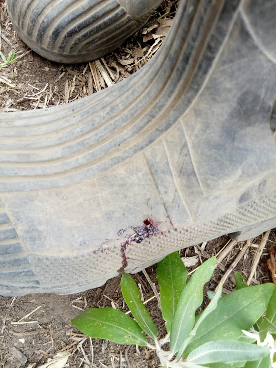 The gumboot which James Ng'ang'a wore when he was shot in the foot by Kipipiri AP boss on Monday morning