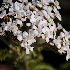 Yarrow