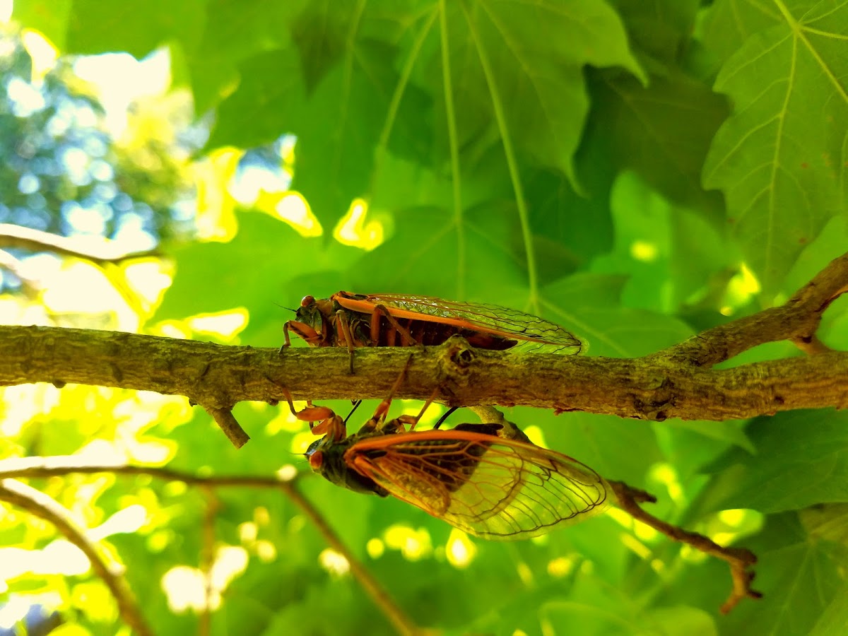 Periodical Cicada