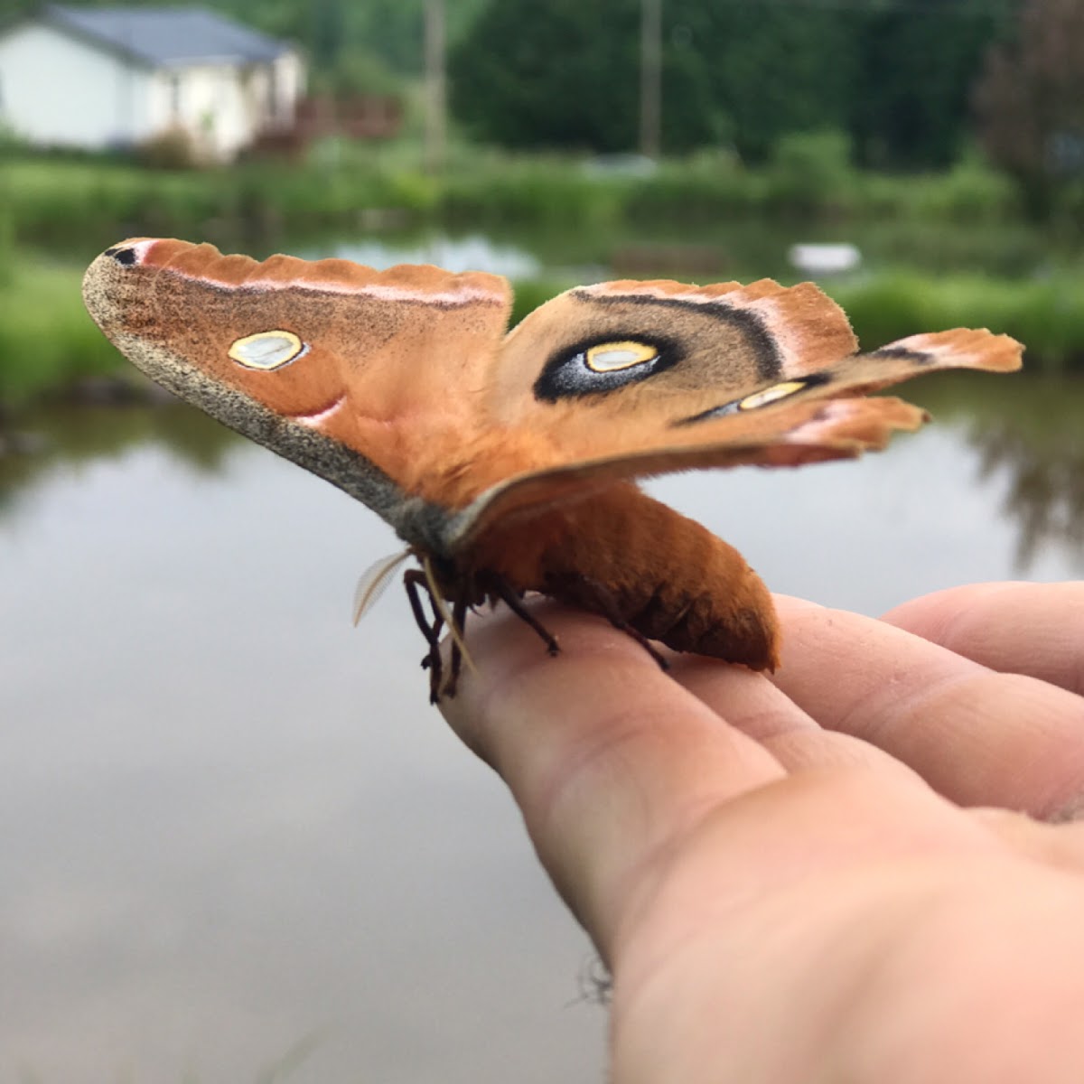 Polyphemus Moth