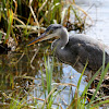 Grey Heron