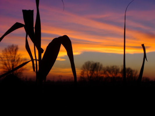 Tramonto a Bareggio di Sere469