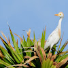 Cattle Egret