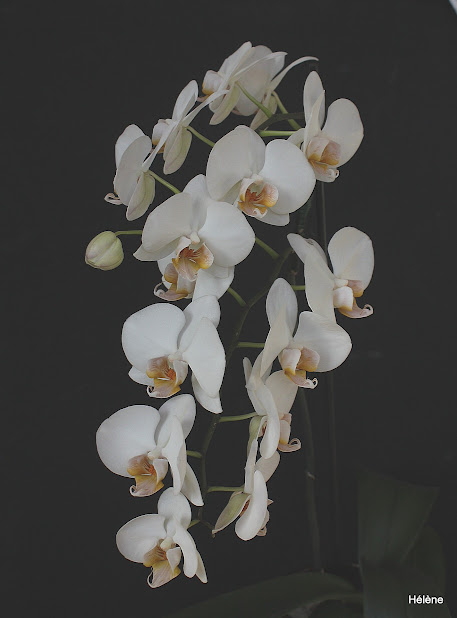 Phalaenopsis blanc et labelle orange 60hiPPZ5b5yszNBhgZ8xgd-1vnKgd2f6UVKTb-WnlolrAe9X43OkKkb_ucTsaFwBP2uzOJ7IosQcm_9T0bYnZyTTqKkqaEhu2tnHFbF81OaZ5MX9zjDbrhKde6WJiUcvREHzf4EFhjp7XBL4gyOmKxbsTG1sDxk4Jr5iQ01EG1NZQG0u4jYHVHzEl0GMb2TOimbZJRrD817Mpibzt46b7plIsNBTc0Th2lX3J1XX2vW3sHlBYP3n1ZLUh1-rXpOAOO-78gPJD-Qx_1K367hoANQ_PfccEanDkYKIffx9lvrvQnvDCarTrwqYQvwJ1vpmcQl1Eah1tAEJiPQbd3pEOlFx6vGcNreL2mnXACn7Gec_qDlOF7lC2MEUYXcD2np0BgYLn2LJ7FGd2wU6Q1Gyq9B6_urcMWvJ4pVj2Dn6WLbJfA6kslsWrV3DLa1OPzpHqmg9P1GQhNmRn0fqC_jcGJkVusSqJ0nPa3_Ia103SPnP2rUJTUJPVO-IRMk_HD9Db8-KfNlWsDtK_bgVdwy_ILId0209sdZLnyLgpjYMdOQmlk8S4vXN6wA6KoNzFUT5xRLkLZjkW3ygrh_OU0DKmMLCWF4tYVFvL2aetNuw4T_6bNBgP66IGm9wMlZipXvyptph_I5lUAHlC08Y6ZAEAaHCUOZ94zM8ssenI-DWC9c=w458-h618-no