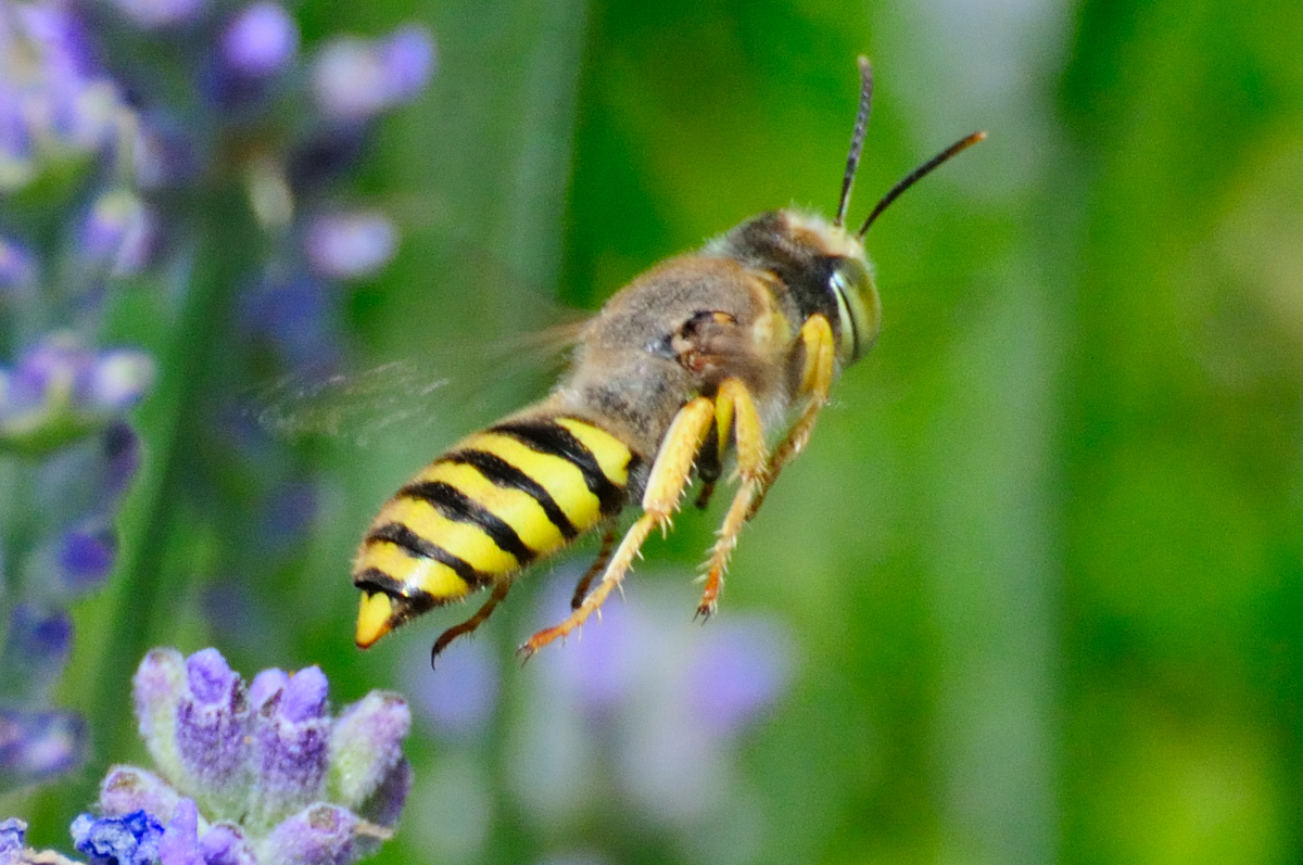 Sand Wasp; Avispa de la Arena