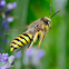 Sand Wasp; Avispa de la Arena