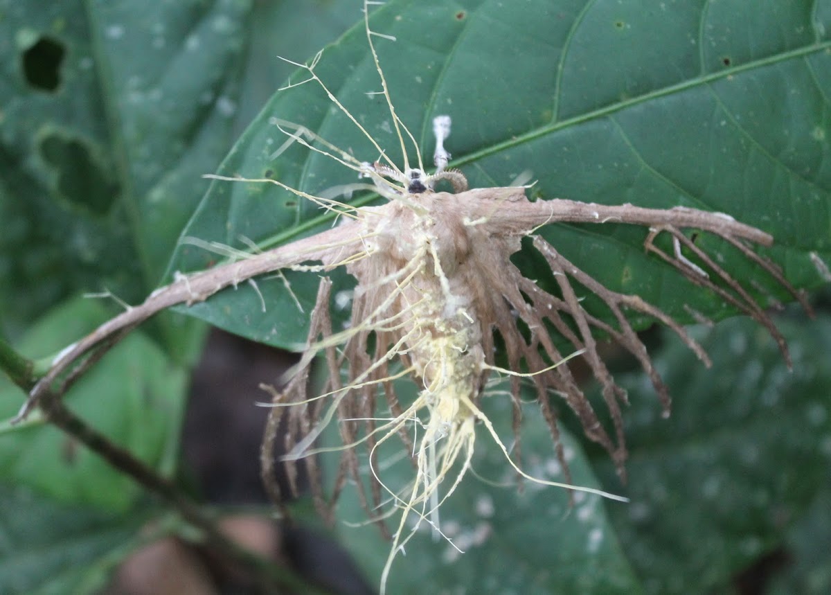 Cordyceps Fungus