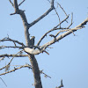 Yellow -crowned Woodpecker