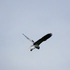 black shoulder kite