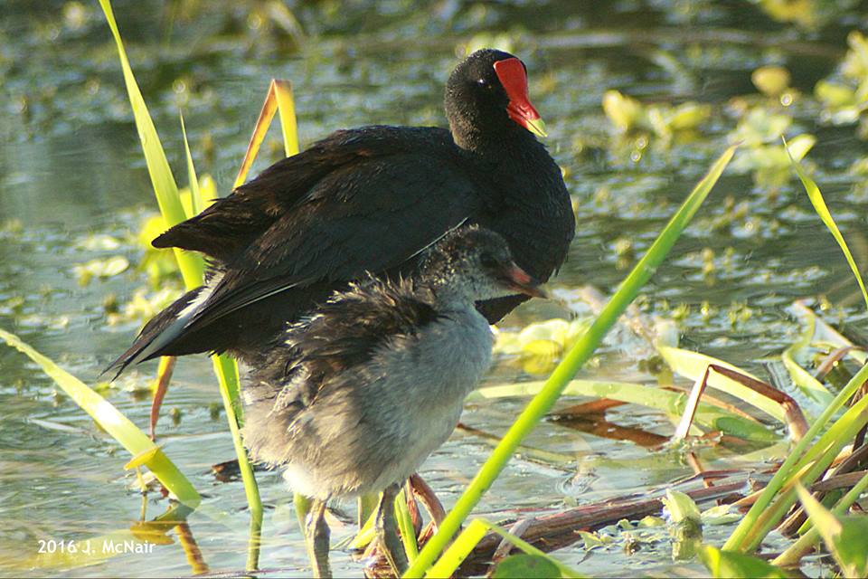 Common Gallinule