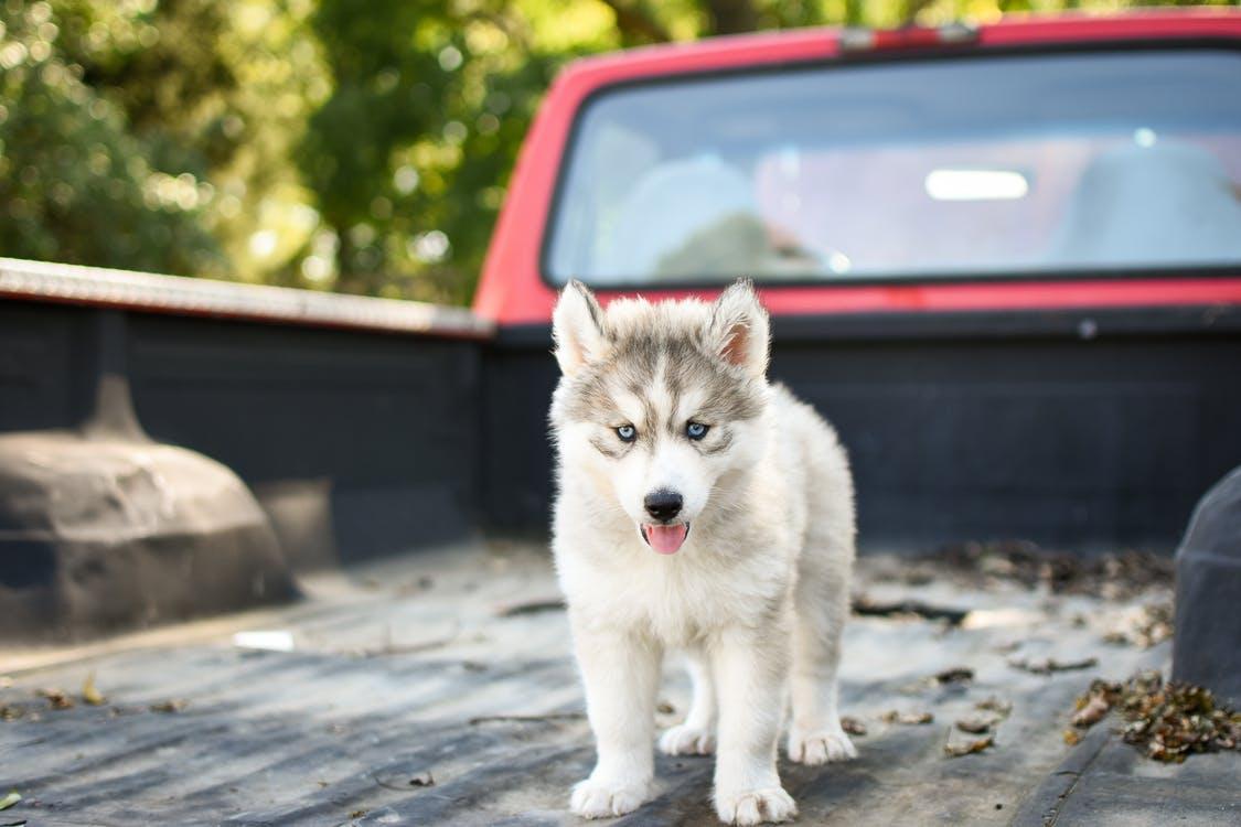 White and Black Siberian Husky Puppy on Road