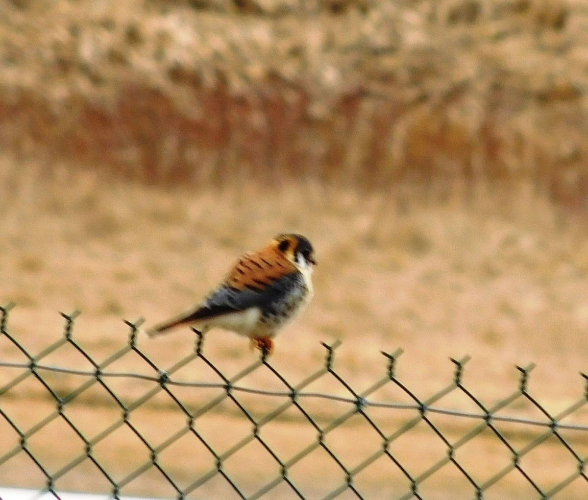 American Kestrel