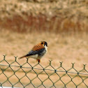 American Kestrel