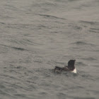 black guillemot