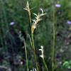 Little Bluestem