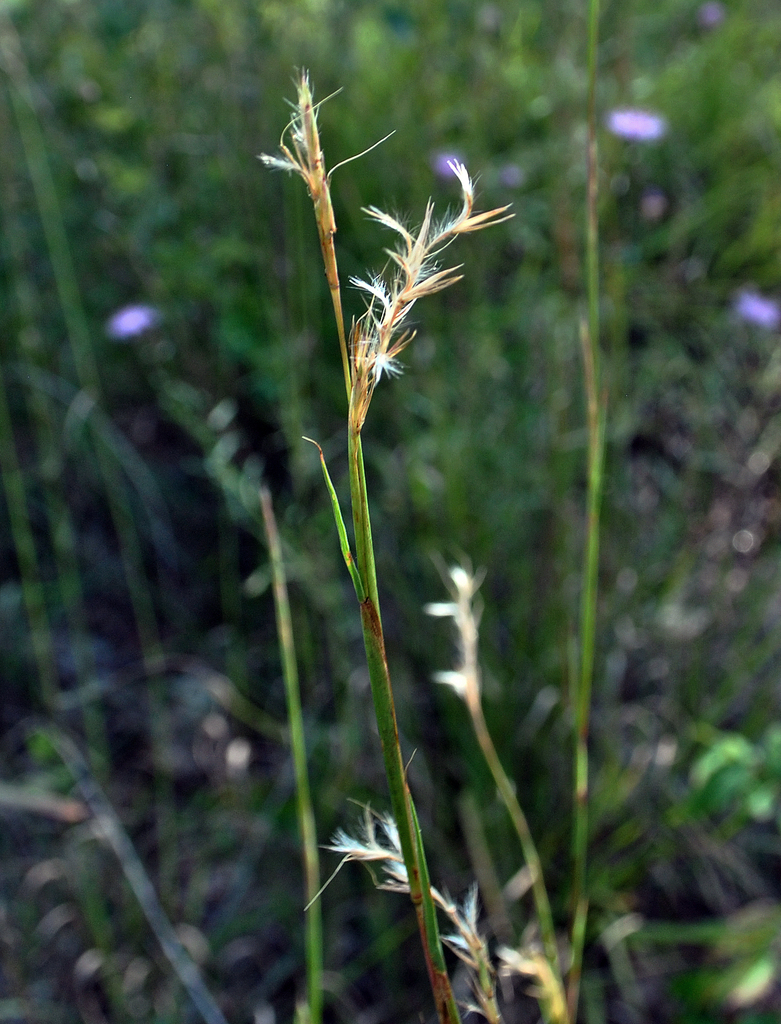 Little Bluestem