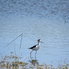 Black-necked Stilt