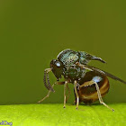 Eucharitid Wasp