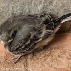 White Wagtail fledgling; Lavandera Blanca