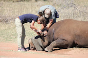 Ursina Rusch injects an antidote drug to wake an anaesthetised black rhino prior to its release into a new home.