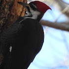 Pileated Woodpecker