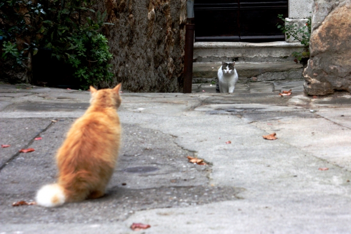 Strade che si incontrano... di mrknot71