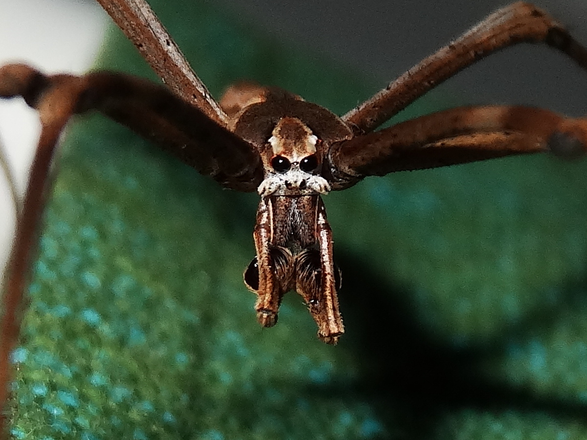 Rufous Net-casting Spider (♂)